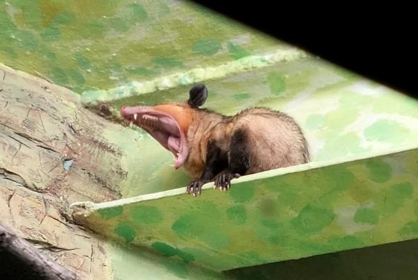 В зоопарке Екатеринбурга появились южные опоссумы Оззи и Хизер - Фото 3