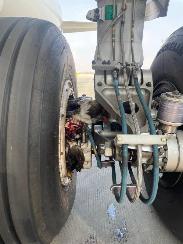 Самолет «Уральских авиалиний» столкнулся со стаей птиц. ФОТО - Фото 2