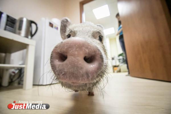 К чему снится свинья - Фото 4