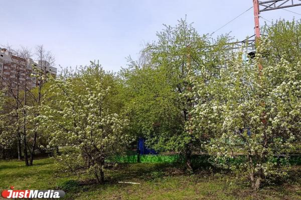 Первые яблони зацвели в Екатеринбурге - Фото 3