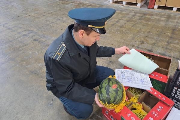 В апреле в Свердловскую область привезли 120 тонн арбузов - Фото 2