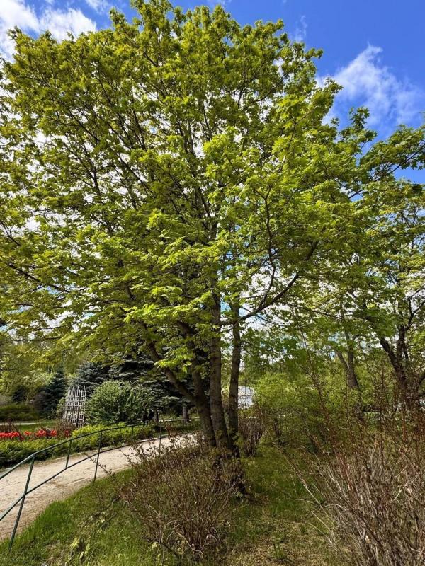 В Екатеринбурге после просушки открылся Дендропарк на Первомайской - Фото 3