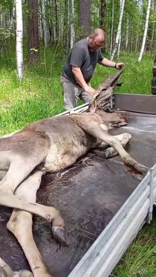 Лосенка, который заблудился в центре Екатеринбурга, отвезли в лес  - Фото 2