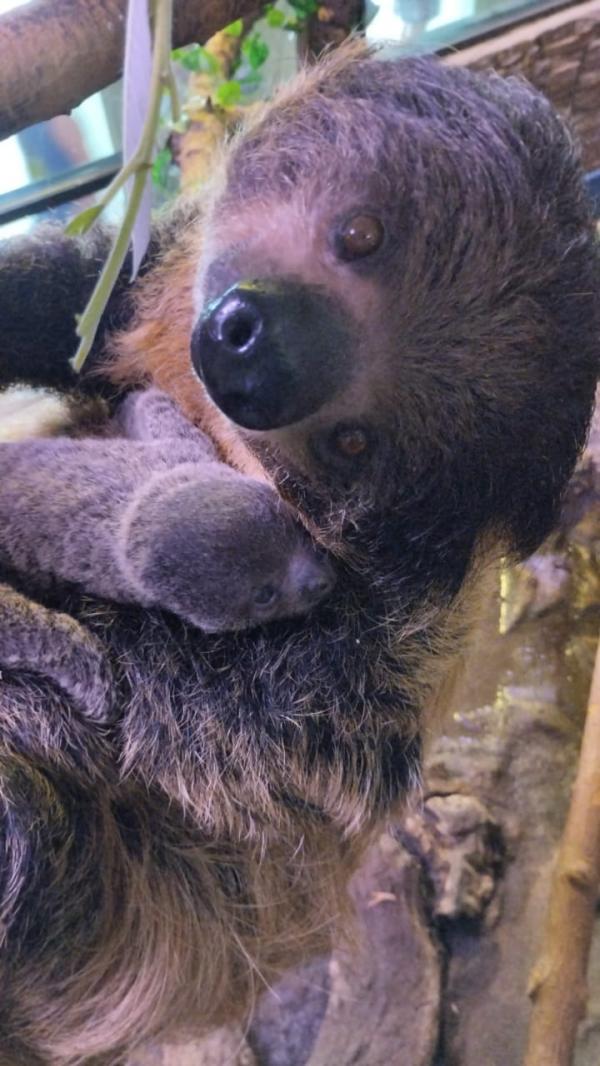 В Екатеринбурге у ленивцев родился малыш - Фото 2