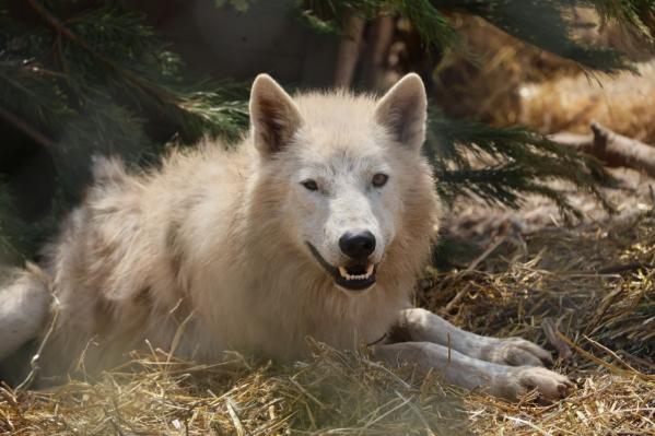Артем Жога сыграл с медвежатами в футбол - Фото 5