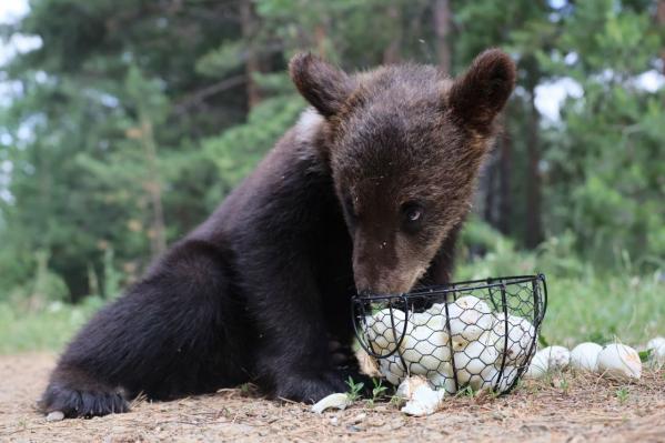 Артем Жога сыграл с медвежатами в футбол - Фото 6