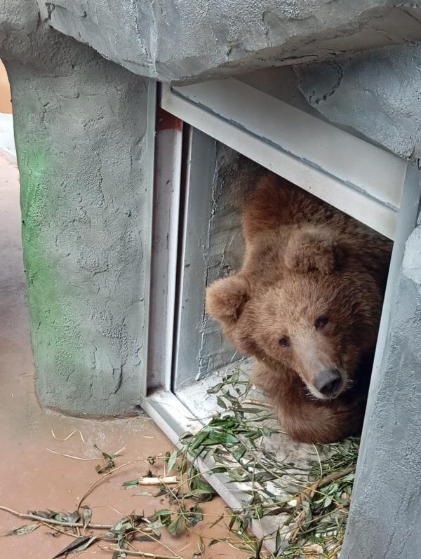 В Екатеринбург из Казахстана прилетели гималайский мишка и тяньшанская медведица - Фото 2