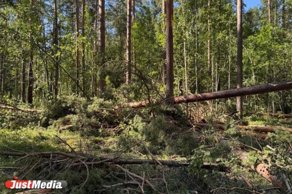 «Будем страдать от пыли и шума». Жители СНТ под Сысертью пожаловались на вырубку леса - Фото 3