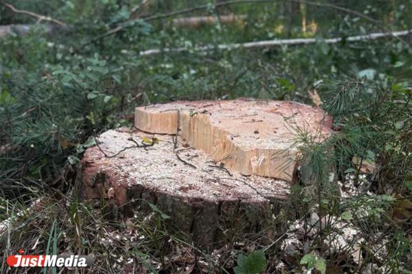 «Будем страдать от пыли и шума». Жители СНТ под Сысертью пожаловались на вырубку леса - Фото 5