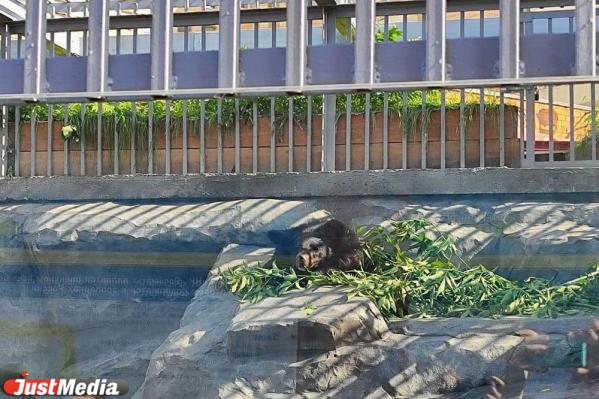 В Екатеринбурге обновили вольер для бурых медведей за 30 млн рублей - Фото 2