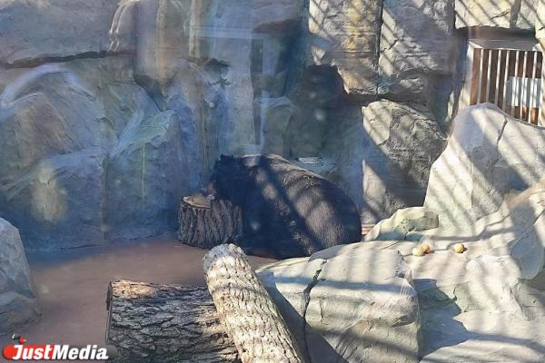 В Екатеринбурге обновили вольер для бурых медведей за 30 млн рублей - Фото 5