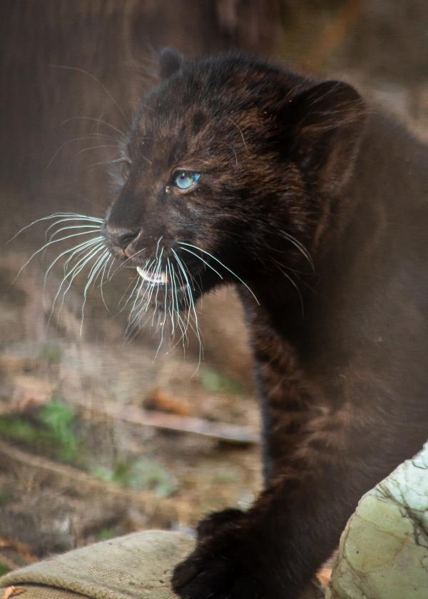 В Екатеринбурге в семье дальневосточных леопардов родилась девочка - Фото 2
