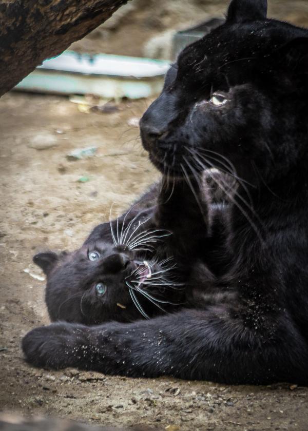 В Екатеринбурге в семье дальневосточных леопардов родилась девочка - Фото 3
