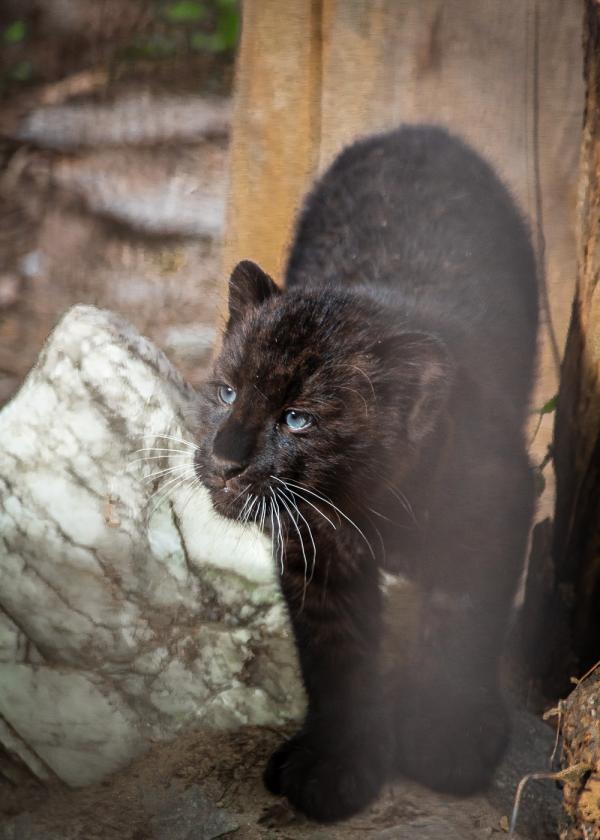 В Екатеринбурге в семье дальневосточных леопардов родилась девочка - Фото 4