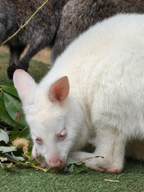 В зоопарке Екатеринбурга поселилась рыже-серая валлаби Альбина - Фото 2