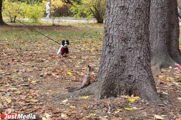 Скоро «золотая» осень все». Екатеринбуржцы заполонили парки, чтобы погулять и сделать красивые фото  - Фото 8