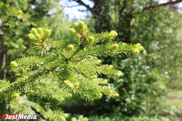 Народные приметы июня - Фото 4