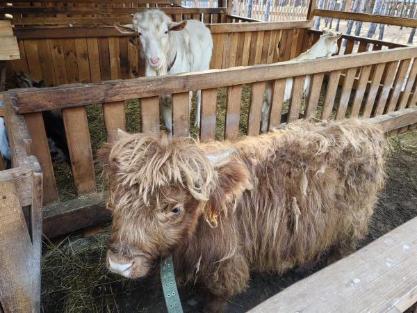 В Каменском городском округе выявили незаконный контактный зоопарк - Фото 2