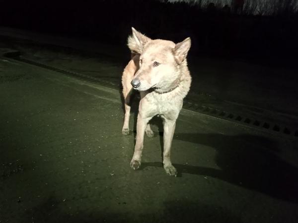 В Екатеринбурге спасли собаку, которая несколько дней провела на пустыре, запутавшись в проволоке - Фото 2