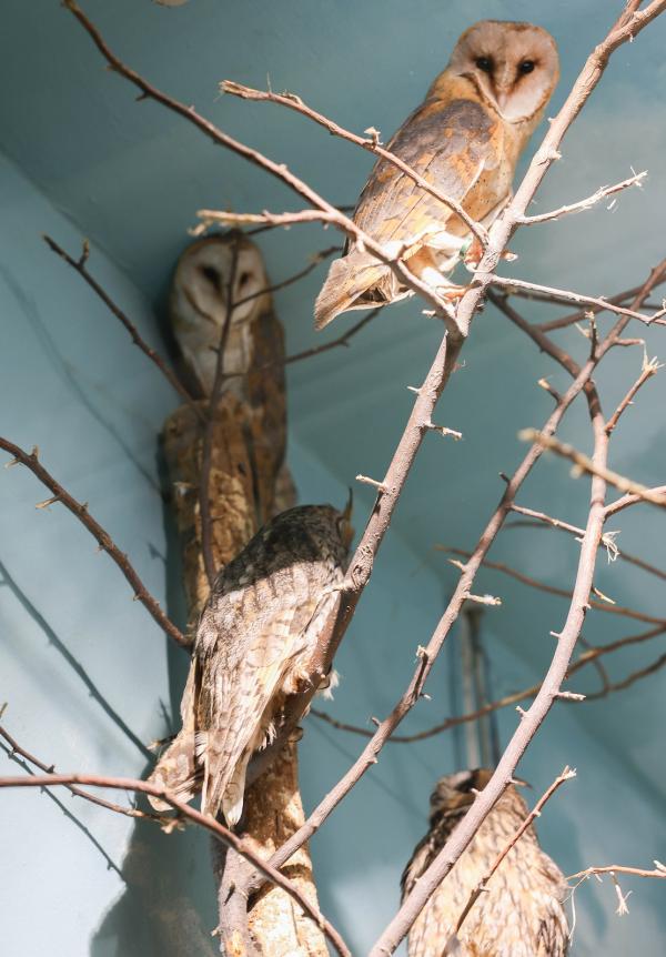 В зоопарке Екатеринбурга поcелились сипухи Айгуль и Динара - Фото 2