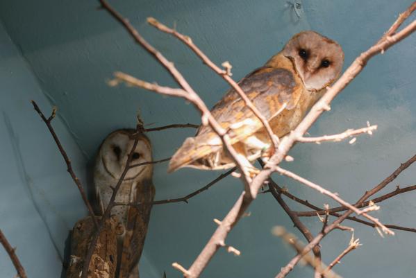 В зоопарке Екатеринбурга поcелились сипухи Айгуль и Динара - Фото 3