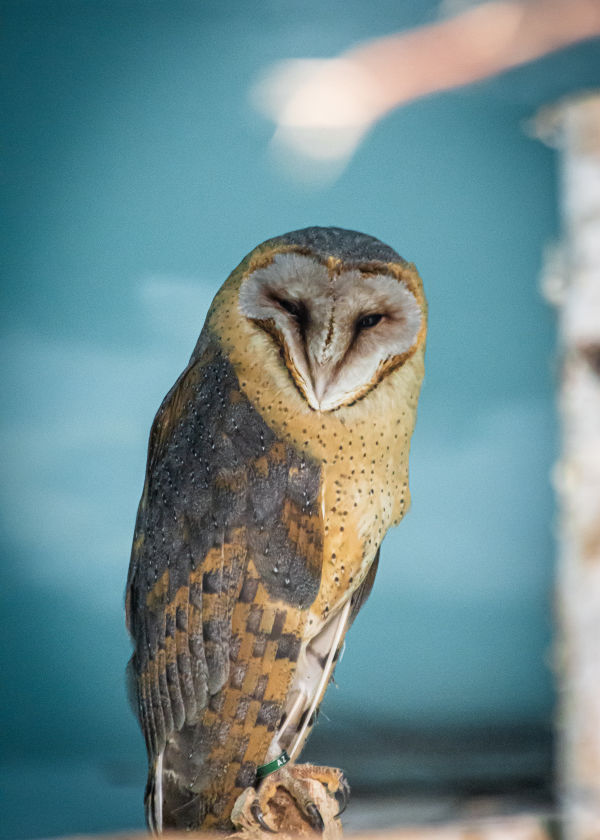 В зоопарке Екатеринбурга поcелились сипухи Айгуль и Динара - Фото 4