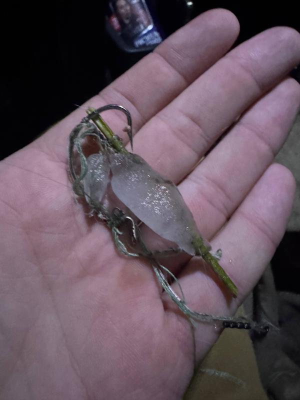 В Екатеринбурге зоозащитники спасли утку, застрявшую в проводах в мороз - Фото 2