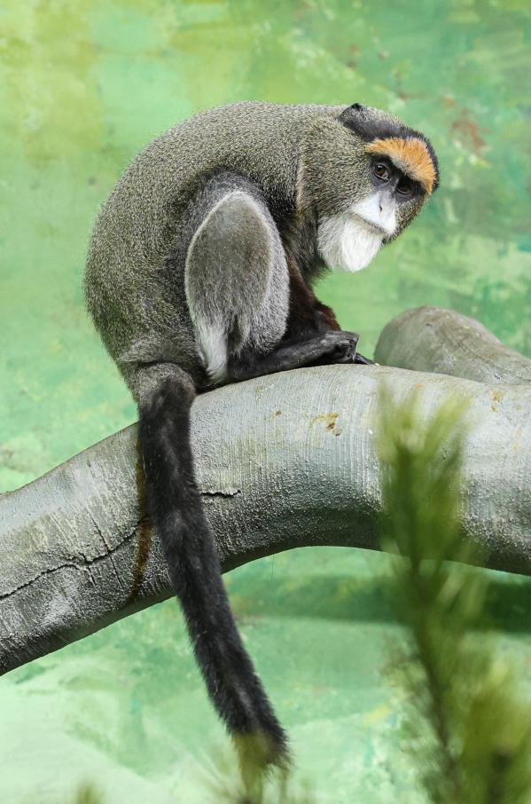 В зоопарке Екатеринбурга поселились мартышки Бразза - Фото 2