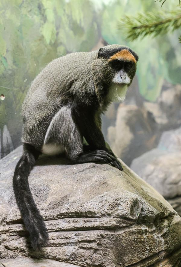 В зоопарке Екатеринбурга поселились мартышки Бразза - Фото 3