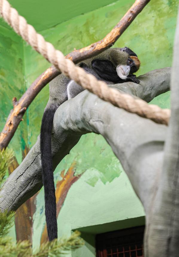 В зоопарке Екатеринбурга поселились мартышки Бразза - Фото 4