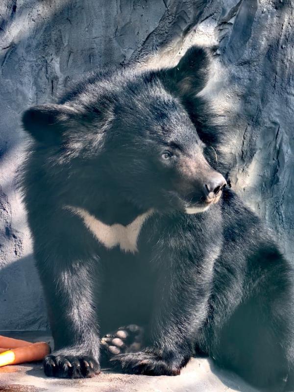 В этом году зоомистера в Екатеринбургском зоопарке будут выбирать среди новичков - Фото 2