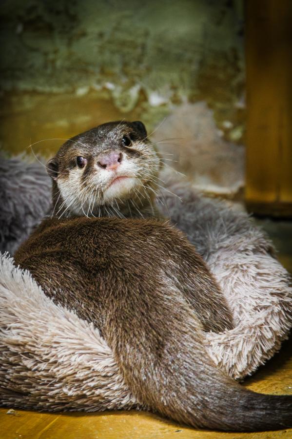 В этом году зоомистера в Екатеринбургском зоопарке будут выбирать среди новичков - Фото 3