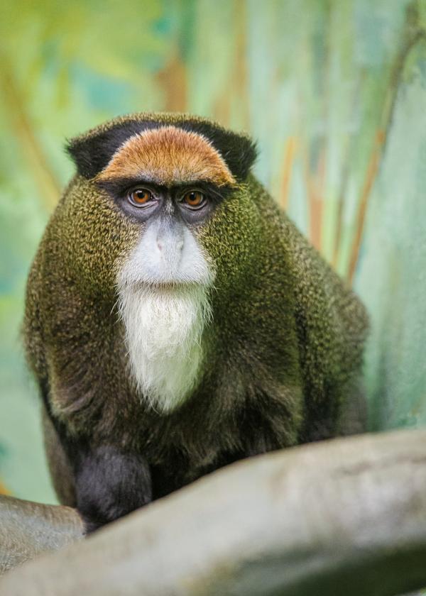 В этом году зоомистера в Екатеринбургском зоопарке будут выбирать среди новичков - Фото 5