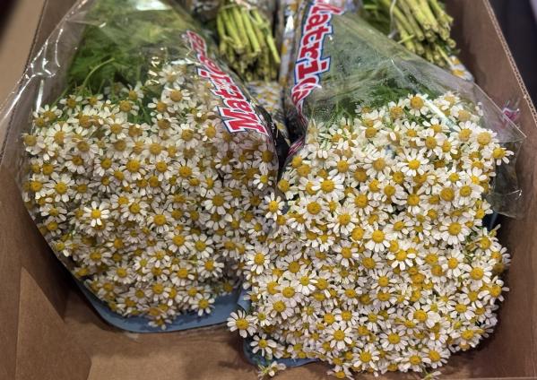 8 миллионов цветов завезли на Урал к 8 Марта - Фото 2