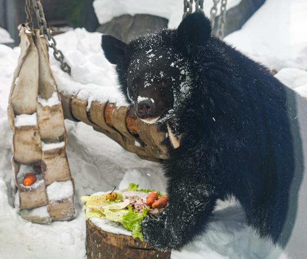 Медведи вышли из спячки в Екатеринбургском зоопарке - Фото 2