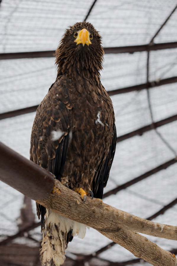 В зоопарке Екатеринбурга поселилась молодая пара белоплечих орланов - Фото 2