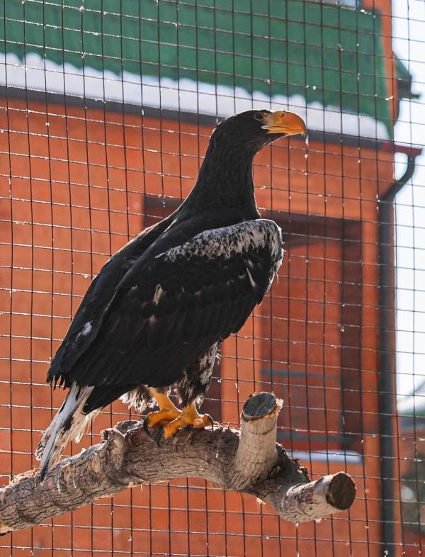 В зоопарке Екатеринбурга поселилась молодая пара белоплечих орланов - Фото 3