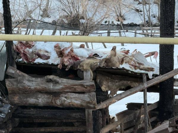 Знаменитые ревдинские свиньи вместо новой фермы отправились на скотобойню. ФОТО 18+ - Фото 2