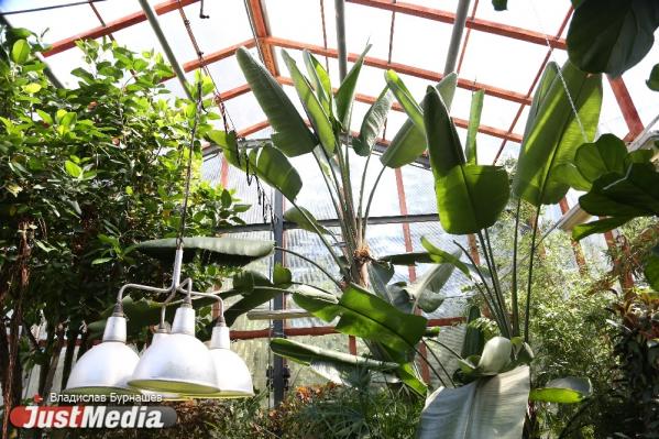 В Екатеринбурге с 1 апреля Ботанический сад будет работать по выходным - Фото 2