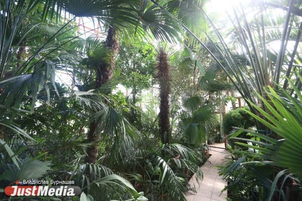 В Екатеринбурге с 1 апреля Ботанический сад будет работать по выходным - Фото 3