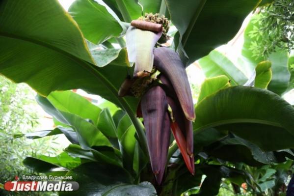 В Екатеринбурге с 1 апреля Ботанический сад будет работать по выходным - Фото 4