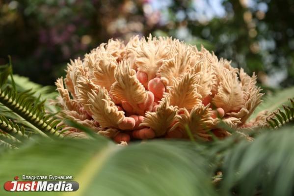 В Екатеринбурге с 1 апреля Ботанический сад будет работать по выходным - Фото 5