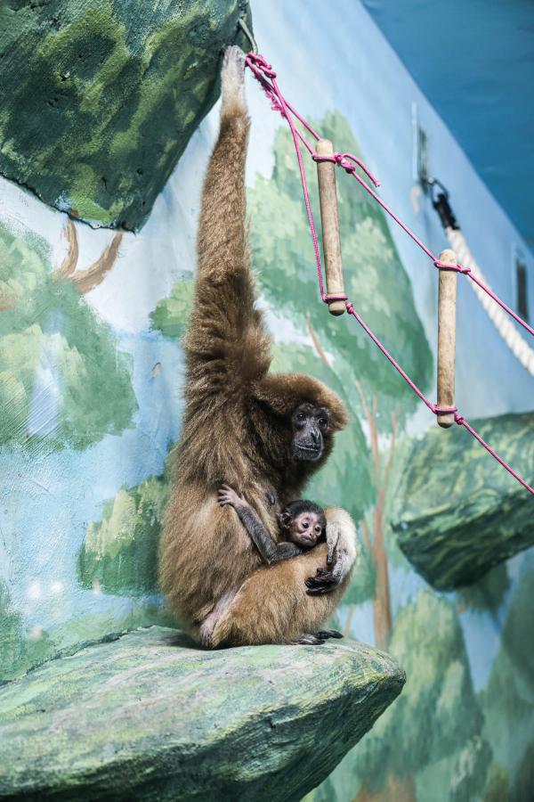 В Екатеринбурге у пары белоруких гиббонов родился малыш - Фото 2