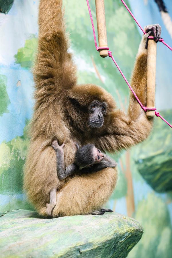 В Екатеринбурге у пары белоруких гиббонов родился малыш - Фото 4
