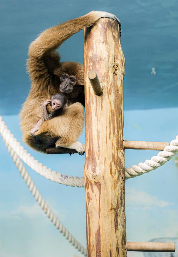 В Екатеринбурге у пары белоруких гиббонов родился малыш - Фото 3