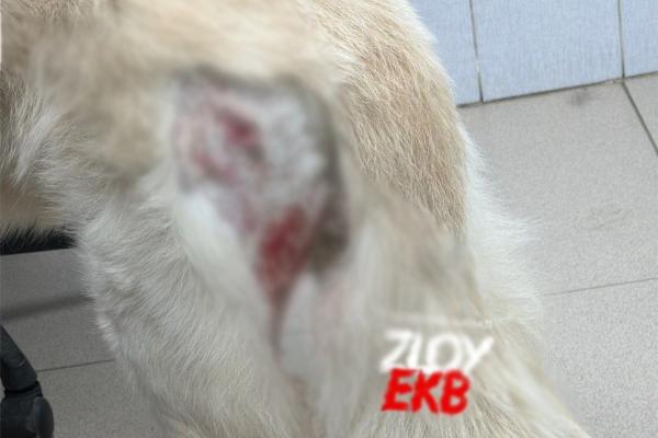 Питбуль без намордника напал на швейцарскую овчарку в Екатеринбурге - Фото 2