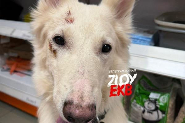 Питбуль без намордника напал на швейцарскую овчарку в Екатеринбурге - Фото 3