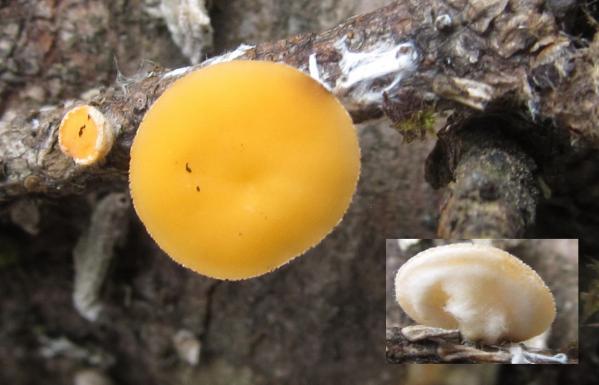 В нацпарке «Таганай» уже начался грибной сезон - Фото 2