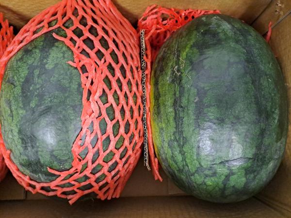В Екатеринбург прибыла первая партия дынь из Китая - Фото 4