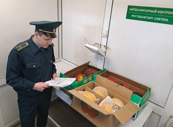 В Екатеринбург прибыла первая партия дынь из Китая - Фото 2